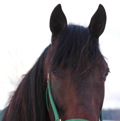 Uncertain When 150112-1